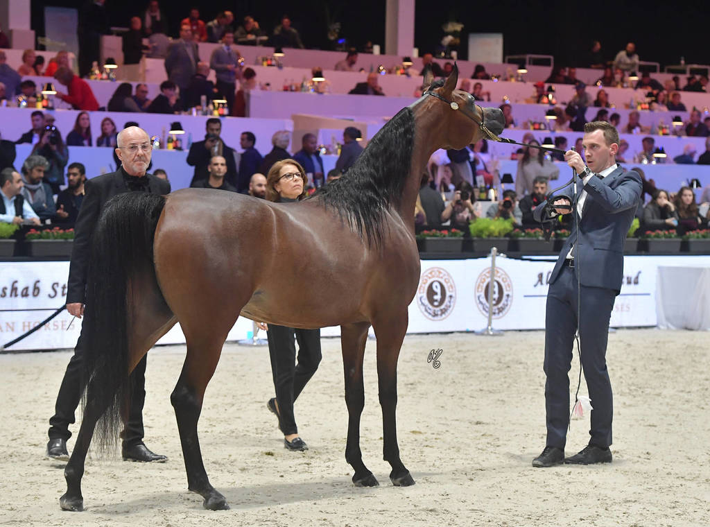 Bronze Champion Junior Female: Belladonna AT (Wadee Al Shaqab X Om El Bellatrix) 