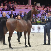 Bronze Champion Junior Female: Belladonna AT (Wadee Al Shaqab X Om El Bellatrix) 