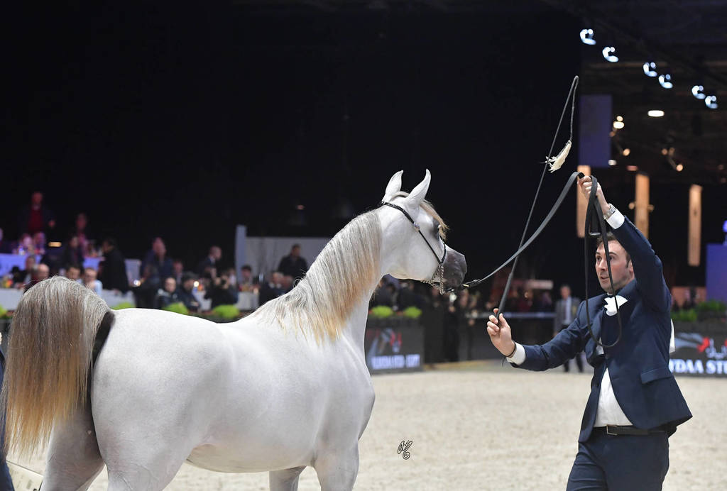 Gold Champion Yearling Female: LR ERA De Excalibur (Excalibur EA X Expected Beauty RP) 