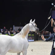 Gold Champion Yearling Female: LR ERA De Excalibur (Excalibur EA X Expected Beauty RP) 
