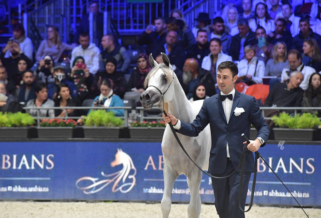 Gold Champion Yearling Female: LR ERA De Excalibur (Excalibur EA X Expected Beauty RP) 