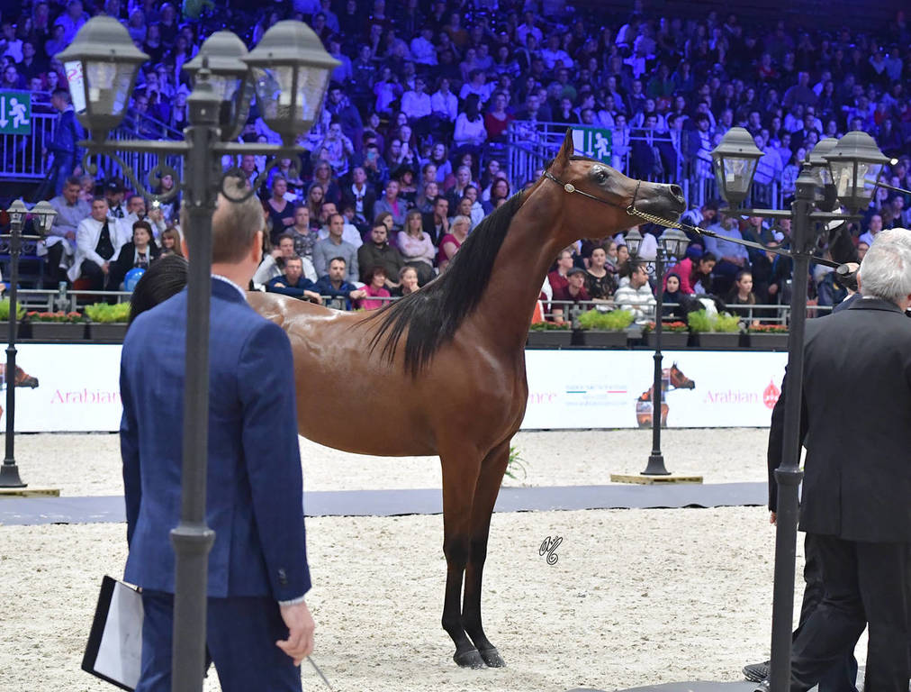 Silver Champion Yearling Female: Seranza (Kanz Albidayer X Evening Serenade) 