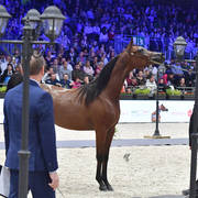Silver Champion Yearling Female: Seranza (Kanz Albidayer X Evening Serenade) 