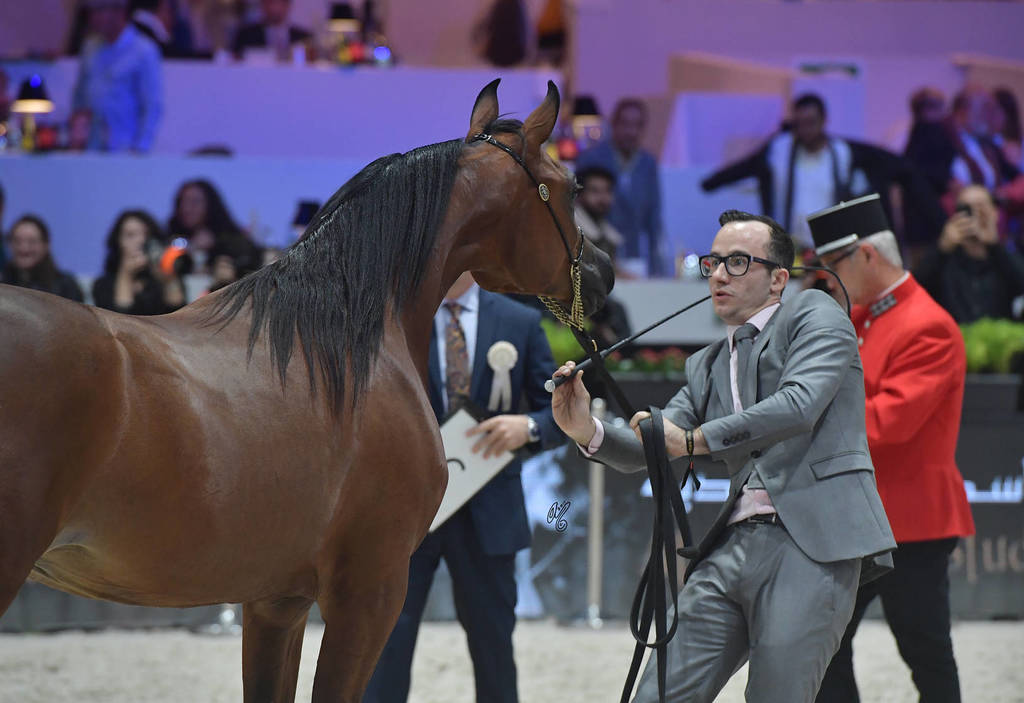 Silver Champion Yearling Female: Seranza (Kanz Albidayer X Evening Serenade) 