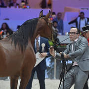 Silver Champion Yearling Female: Seranza (Kanz Albidayer X Evening Serenade) 