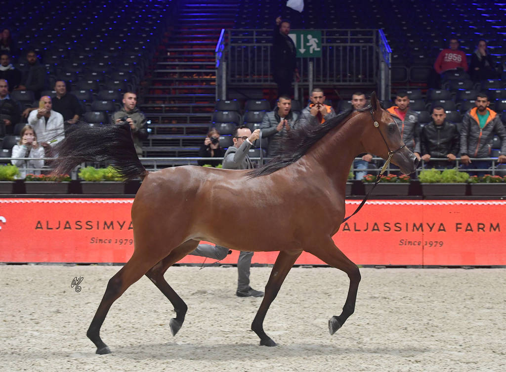 Silver Champion Yearling Female: Seranza (Kanz Albidayer X Evening Serenade) 