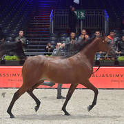 Silver Champion Yearling Female: Seranza (Kanz Albidayer X Evening Serenade) 
