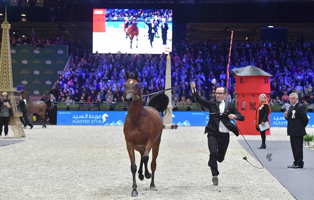Silver Champion Yearling Female: Seranza (Kanz Albidayer X Evening Serenade) 