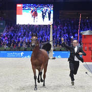 Silver Champion Yearling Female: Seranza (Kanz Albidayer X Evening Serenade) 