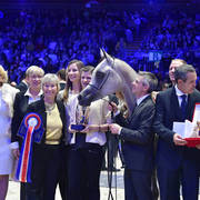 Bronze Champion Yearling Female: Om El Erodite (EKS Alihandro X Om El Excella)