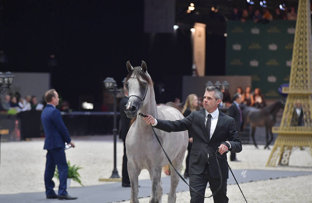 Bronze Champion Yearling Female: Om El Erodite (EKS Alihandro X Om El Excella)