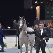 Bronze Champion Yearling Female: Om El Erodite (EKS Alihandro X Om El Excella)