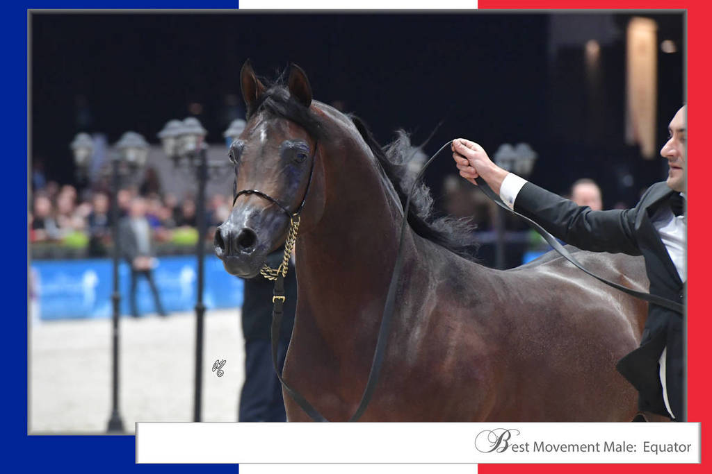 Lisa Abraham: The 2017 Arabian Horse World Championship Photo Album