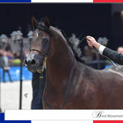 Lisa Abraham: The 2017 Arabian Horse World Championship Photo Album