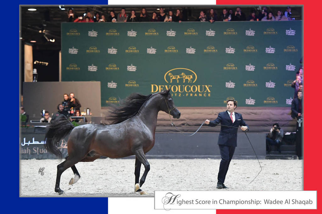 Lisa Abraham: The 2017 Arabian Horse World Championship Photo Album