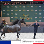 Lisa Abraham: The 2017 Arabian Horse World Championship Photo Album