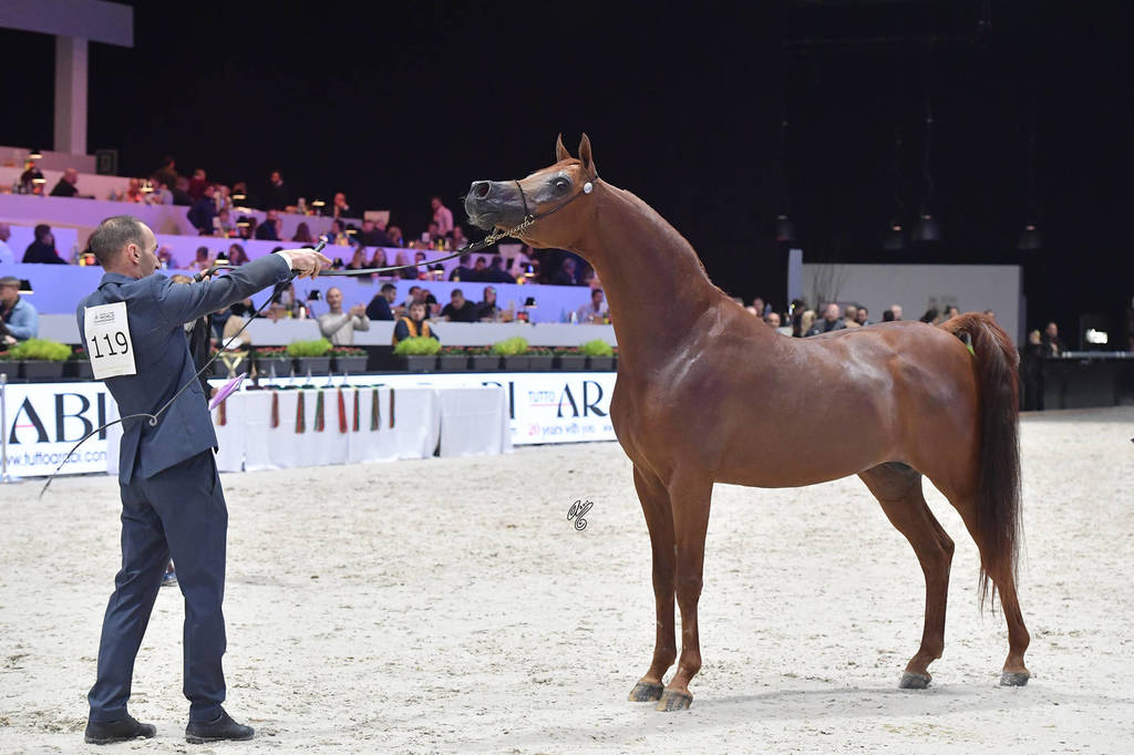 Senior Male: RHR Heir Of Marwan 