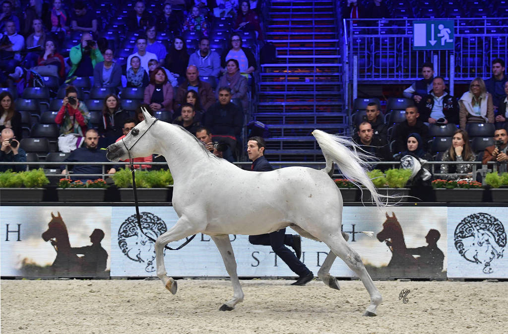 Senior Male: Valmir Mal 