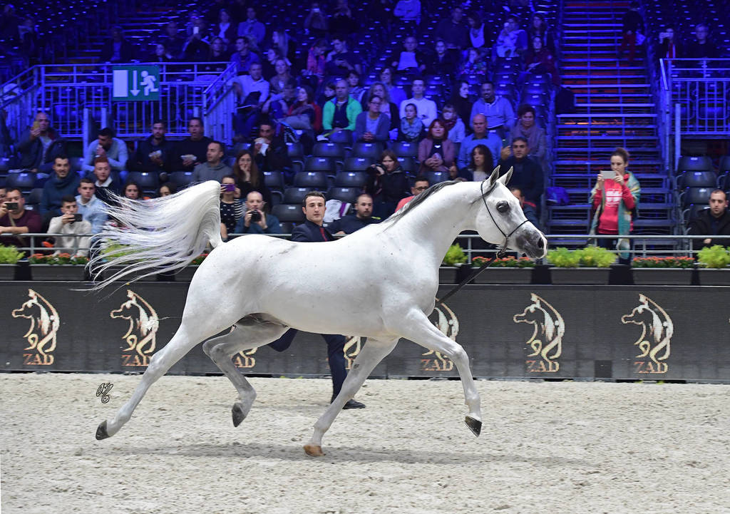 Senior Male: Valmir Mal 