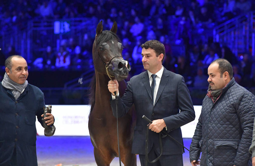 Senior Male: Van Gogh AM