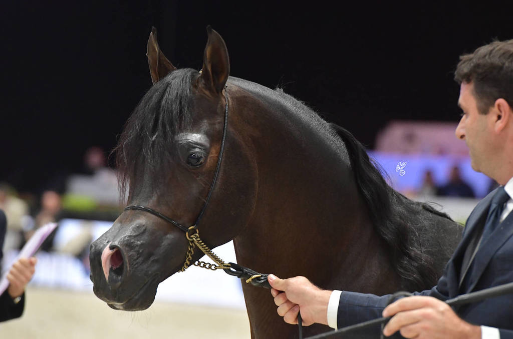 Senior Male: Van Gogh AM