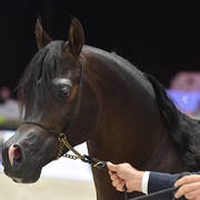 Senior Male: Van Gogh AM