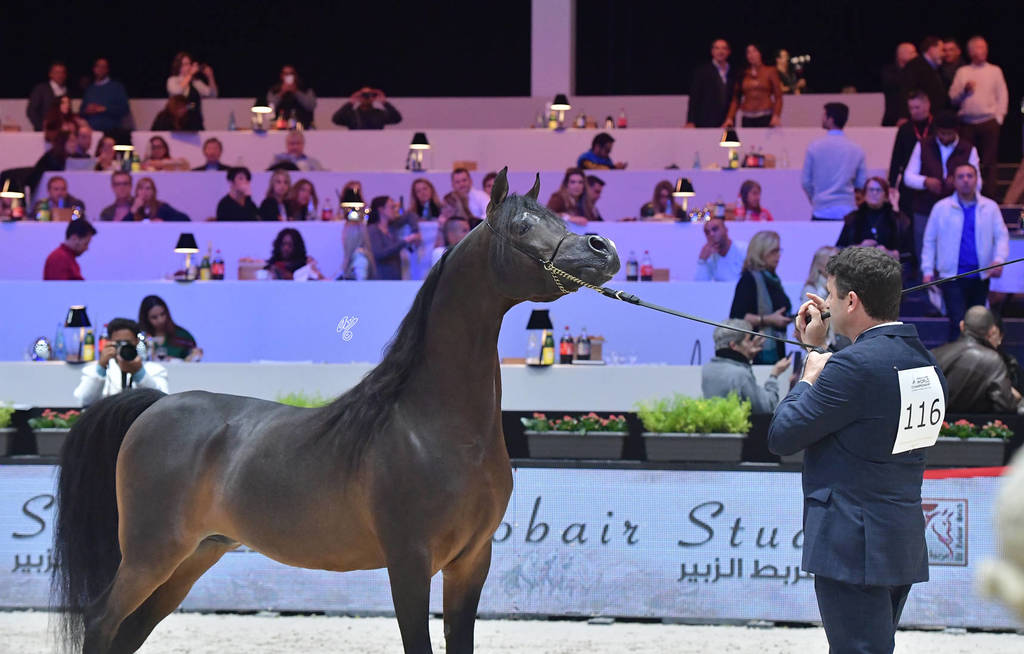 Senior Male: Van Gogh AM