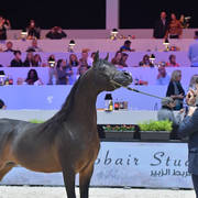 Senior Male: Van Gogh AM