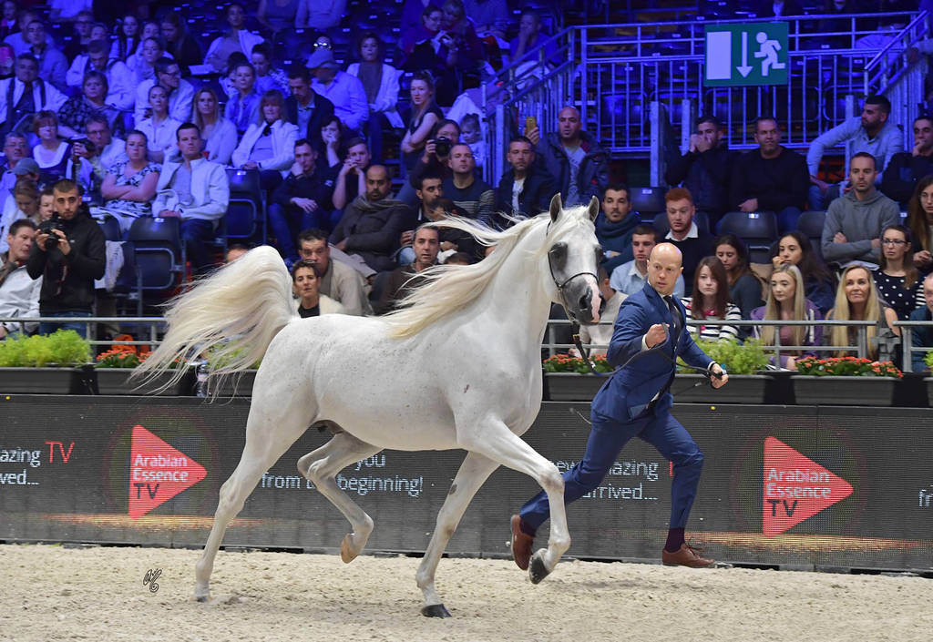 Senior Male: Moharib Al Khazna 