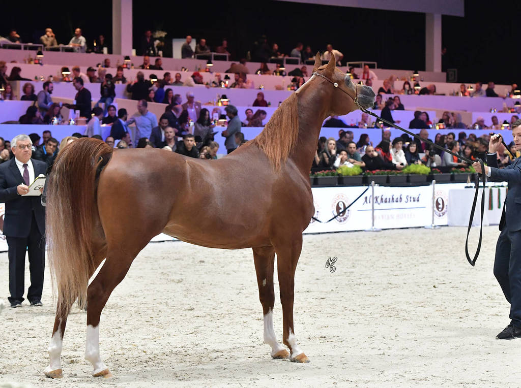 Senior Male: Jahamal De Cartherey 