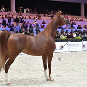 Senior Male: Jahamal De Cartherey 