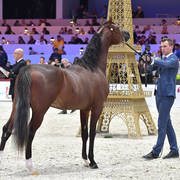 Junior Male: R'adjah De Cartherey 