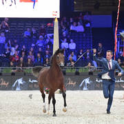 Junior Male: R'adjah De Cartherey 