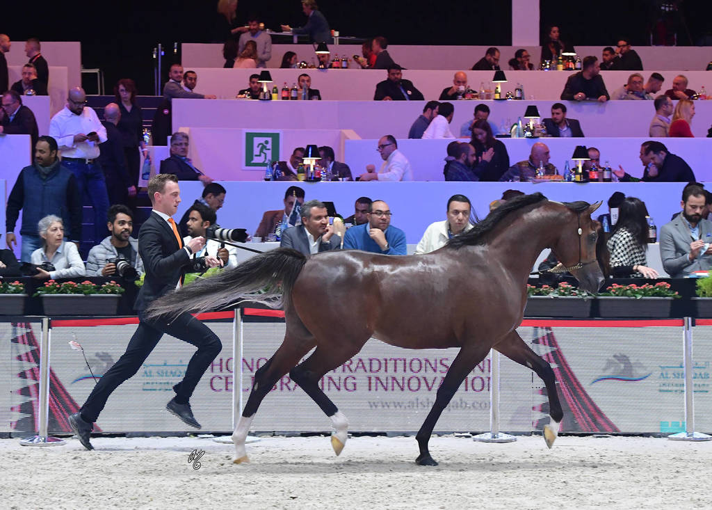 Junior Male: R'adjah De Cartherey 