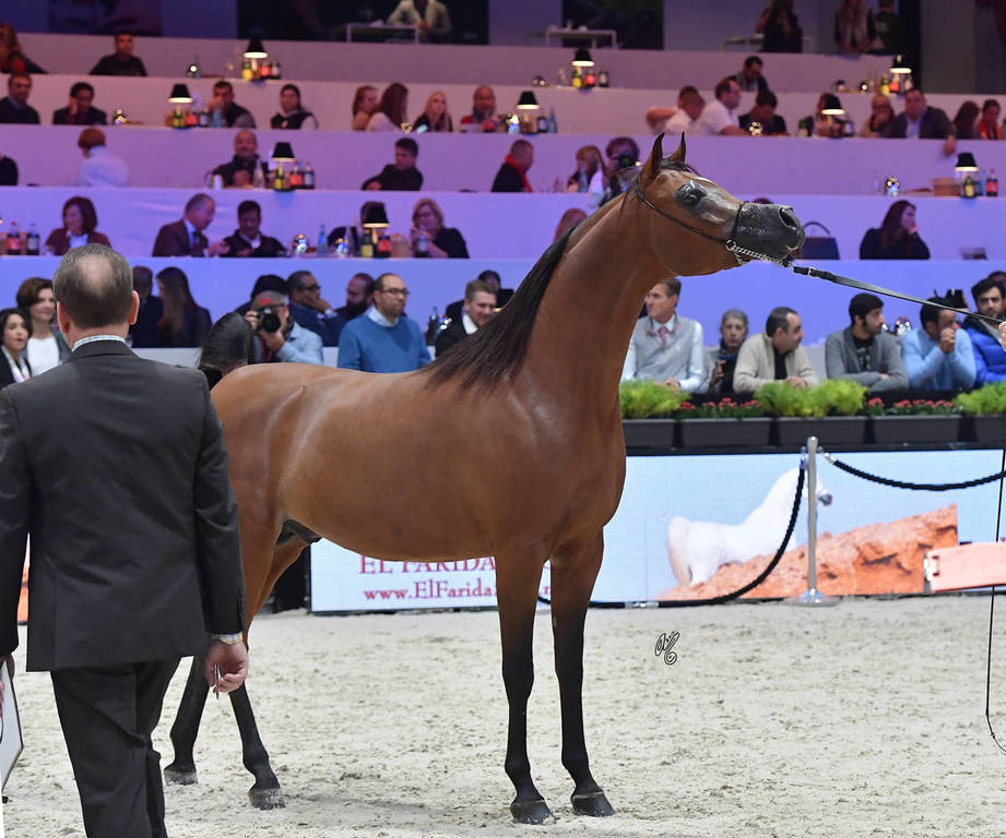 Junior Male: Masoun Al Adeyat  