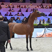 Junior Male: Masoun Al Adeyat  