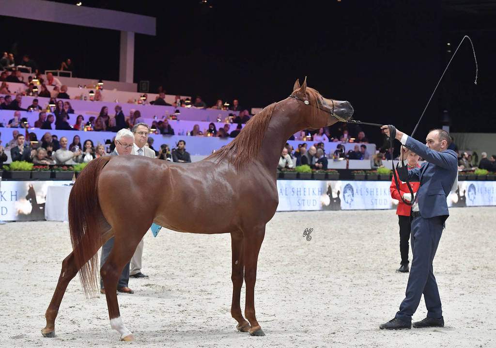 Junior Male: Perseus K.A. 