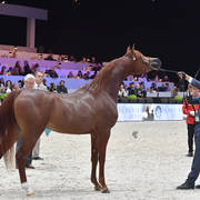 Junior Male: Perseus K.A. 