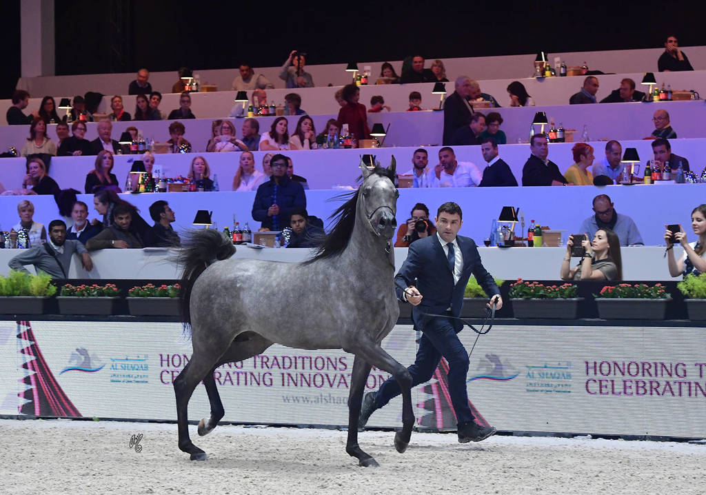 Junior Male: D Arghad