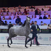 Junior Male: D Arghad