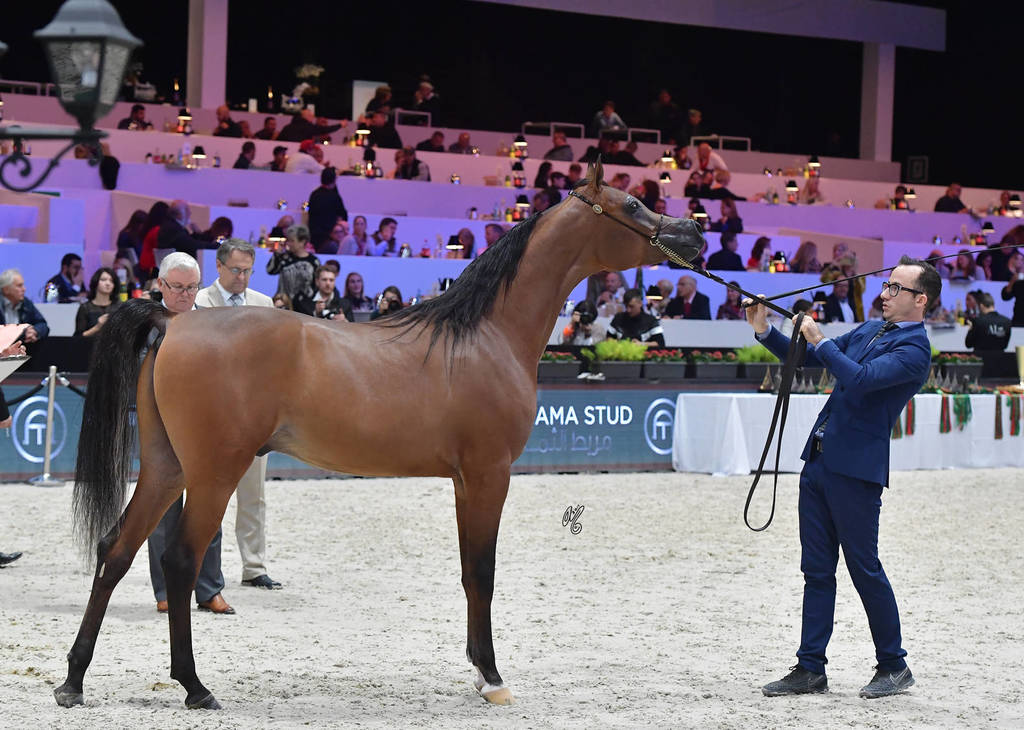 Yearling Male: Perseus OS