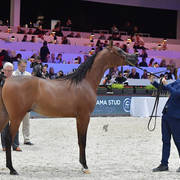 Yearling Male: Perseus OS