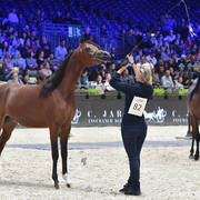 Yearling Male: Badi Athbah