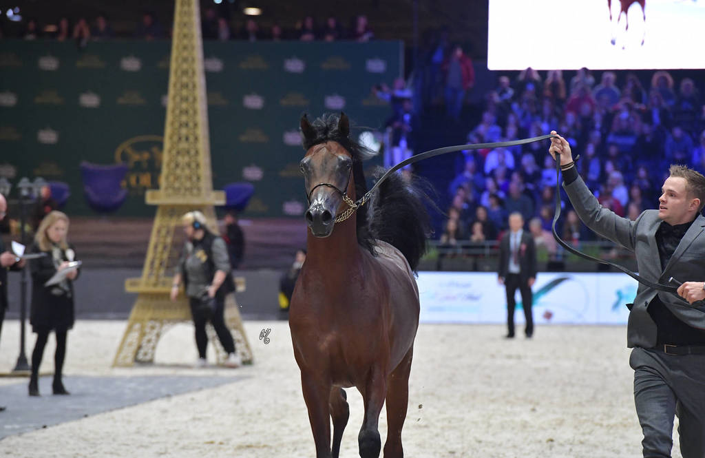 Yearling Male: Hatem Athbah 