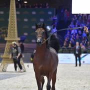 Yearling Male: Hatem Athbah 