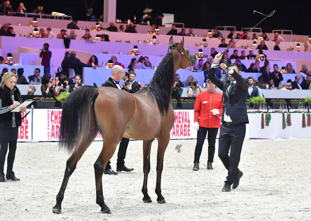 Yearling Male: Emperor KA 