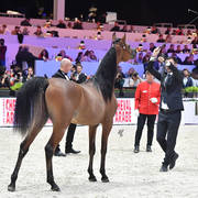 Yearling Male: Emperor KA 