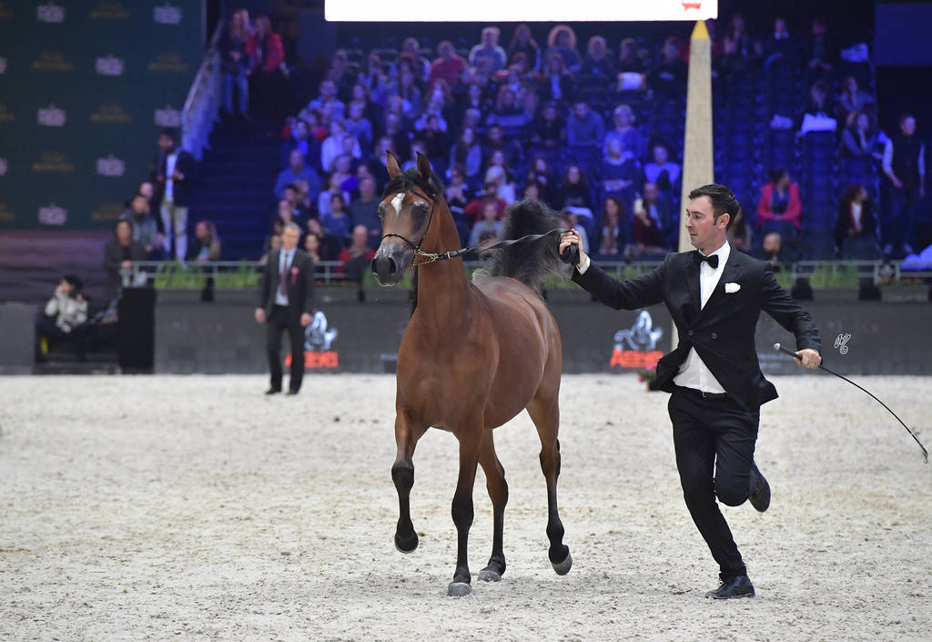 Yearling Male: Emperor KA 