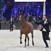 Yearling Male: Emperor KA 