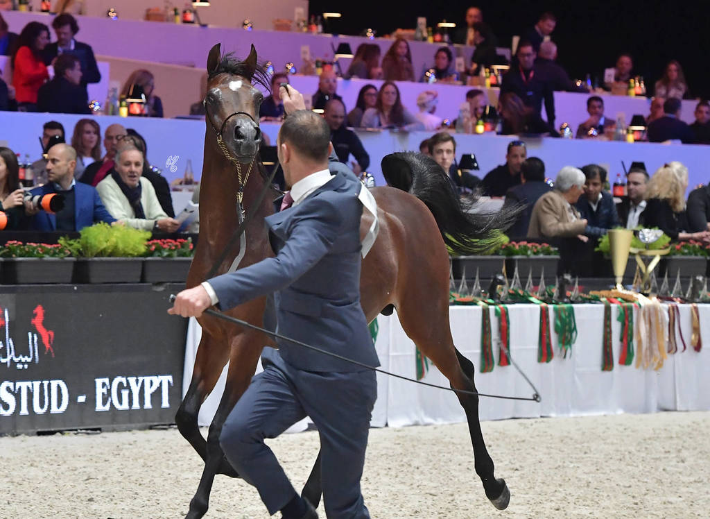 Yearling Male: Yas BHM 